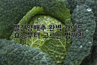 빨간양배추 완벽 가이드 💜 효능부터 고르는 법까지!